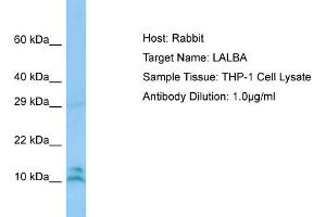 Host: RabbitTarget Name: LALBAAntibody Dilution: 1. (LALBA antibody  (N-Term))