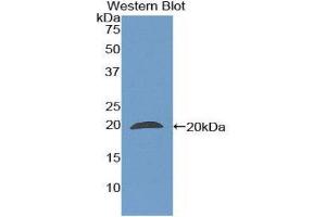 Western Blotting (WB) image for anti-Peptidylprolyl Isomerase F (PPIF) (AA 45-196) antibody (ABIN1860292) (PPIF antibody  (AA 45-196))