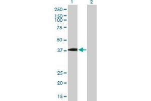 Western Blot analysis of USP18 expression in transfected 293T cell line by USP18 MaxPab polyclonal antibody. (USP18 antibody  (AA 1-372))