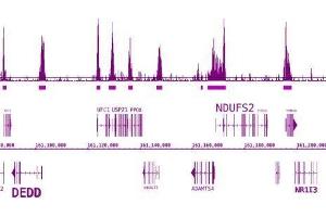 BRD3 antibody (pAb) tested by ChIP-Seq. (BRD3 antibody  (C-Term))