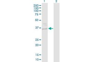 Western Blot analysis of EHF expression in transfected 293T cell line by EHF MaxPab polyclonal antibody. (EHF antibody  (AA 1-300))