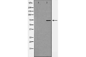 Western blot analysis of GRP75 expression in Cos7 cell extract. (HSPA9 antibody  (C-Term))