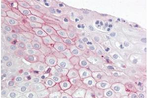 Anti-ZBTB2 antibody IHC staining of human tonsil. (ZBTB2 antibody  (AA 450-500))