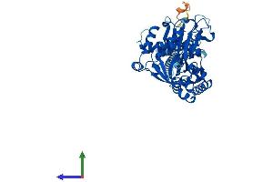Protein Structure (PS) image for Ectonucleoside Triphosphate diphosphohydrolase 1 (ENTPD1) (AA 1-510) protein (His tag) (ABIN7556465)
