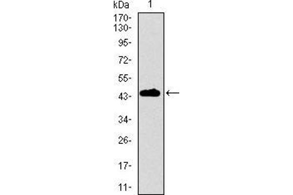 DNAL4 antibody  (AA 1-105)