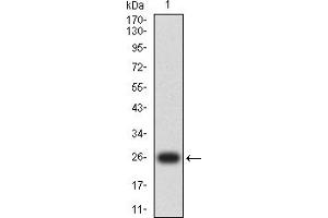 Western blot analysis using FGF2 mAb against human FGF2 (AA: 189-288) recombinant protein. (FGF2 antibody  (AA 189-288))