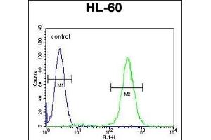 RINL Antibody (N-term) (ABIN656038 and ABIN2845410) flow cytometric analysis of HL-60 cells (right histogram) compared to a negative control cell (left histogram). (RINL antibody  (N-Term))
