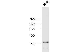 LILRB5 antibody  (AA 151-250)