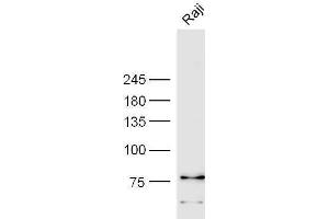 Raji cell lysates probed with Anti-CD85c Polyclonal Antibody, Unconjugated  at 1:3000 90min in 37˚C. (LILRB5 antibody  (AA 151-250))