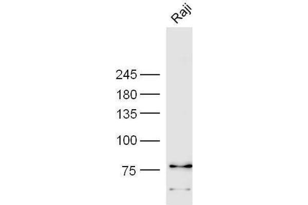 LILRB5 antibody  (AA 151-250)