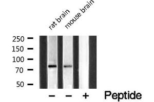 Western blot analysis of extracts of various samples,using MAN1B1 Antibody . (MAN1B1 antibody  (Internal Region))