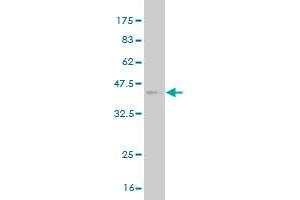 Western Blot detection against Immunogen (36. (Tspan-8 antibody  (AA 110-205))