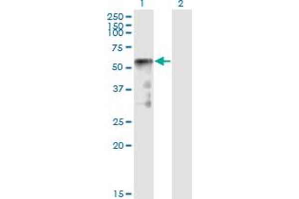 Sestrin 2 Antikörper  (AA 1-480)
