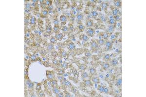 Immunohistochemistry of paraffin-embedded mouse liver using COX6A1 antibody (ABIN5971990) at dilution of 1/100 (40x lens). (COX6A1 antibody)