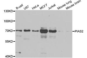 Western blot analysis of extracts of various cell lines, using PIAS2 antibody (ABIN5973299) at 1/1000 dilution.