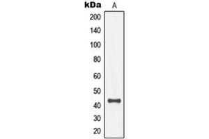 Western blot analysis of MKK4 (pT261) expression in NIH3T3 PDGF-treated (A) whole cell lysates. (MAP2K4 antibody  (pSer261))