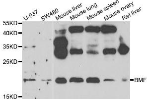 Western blot analysis of extracts of various cell lines, using BMF antibody (ABIN5975393) at 1/1000 dilution. (BMF antibody)