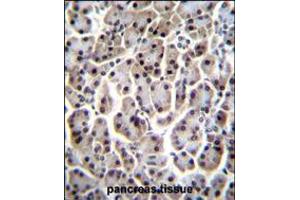 MESP1 Antibody immunohistochemistry analysis in formalin fixed and paraffin embedded human pancreas tissue followed by peroxidase conjugation of the secondary antibody and DAB staining.