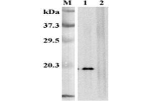 Western blot analysis of human CD137L using anti-CD137L (human), mAb (41B436)  at 1:2,000dilution. (TNFSF9 antibody  (Extracellular Domain))