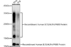 Western blot analysis of extracts of Recombinant Human IL13/ALRH/P600 Protein, using IL13 antibody (ABIN3022881, ABIN3022882, ABIN3022883 and ABIN6219278) at 1:500 dilution. (IL-13 antibody  (AA 25-146))