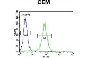 Flow cytometric analysis of CEM cells using PSMAL Antibody (C-term) Cat. (FOLH1B antibody  (C-Term))