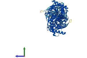 AlphaFold protein structure predicition of Human Recombinant HK2 Protein, UniprotID P52789 (Hexokinase 2 Protein (HK2) (AA 1-917) (His tag))