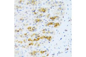 Immunohistochemistry of paraffin-embedded rat stomach using CHIA Antibody (ABIN5973937) at dilution of 1/100 (40x lens). (CHIA antibody)