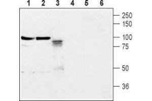 Western blot analysis of rat brain membrane (lanes 1 and 4), mouse brain membrane (lanes 2 and 5) and rat PC12 pheochromocytoma cells (lanes 3 and 6): - 1-3. (Neuroligin 2 antibody  (Extracellular, N-Term))