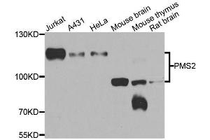 Western blot analysis of extracts of various cell lines, using PMS2 antibody.