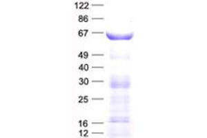 Validation with Western Blot (PRODH Protein (His tag))