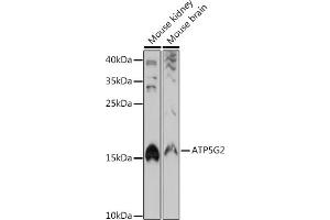 Western blot analysis of extracts of various cell lines, using G2 antibody (ABIN7265724) at 1:1000 dilution. (ATP5G2 antibody)