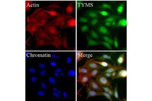 Immunofluorescence (IF) image for anti-Thymidylate Synthetase (TYMS) (AA 1-313), (N-Term) antibody (ABIN452662) (TYMS antibody  (N-Term))
