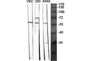 Western Blot (WB) analysis of specific cells using BMP-5 Polyclonal Antibody. (BMP5 antibody  (Internal Region))