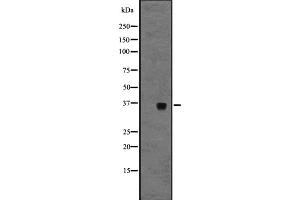 Western blot analysis of GPR3 expression in A431 whole cell lysate ,The lane on the left is treated with the antigen-specific peptide. (GPR3 antibody  (C-Term))