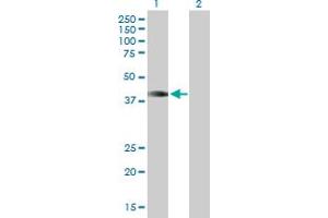 HOXA1 antibody  (AA 1-335)