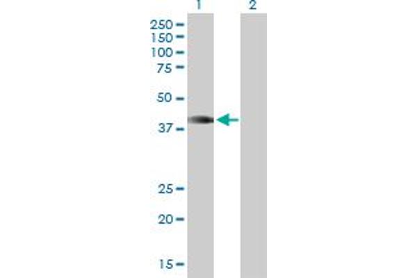 HOXA1 antibody  (AA 1-335)