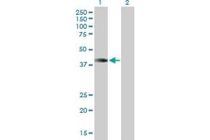 Western Blot analysis of HOXA1 expression in transfected 293T cell line by HOXA1 MaxPab polyclonal antibody. (HOXA1 antibody  (AA 1-335))