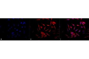Immunocytochemistry/Immunofluorescence analysis using Rabbit Anti-Hsp90 Polyclonal Antibody (ABIN361822 and ABIN361823). (HSP90 antibody)