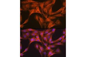 Immunofluorescence analysis of C6 cells using CLOCK Rabbit mAb (ABIN7266414) at dilution of 1:100 (40x lens). (CLOCK antibody)