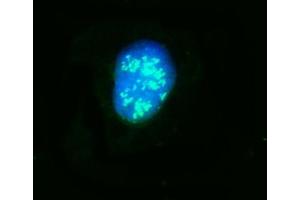 IF analysis of NOP58 using anti-NOP58 antibody (ABIN7601224). (NOP58 antibody  (AA 30-450))