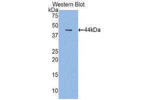 Western Blotting (WB) image for anti-Cathelicidin Antimicrobial Peptide (CAMP) (AA 30-175) antibody (ABIN1858226) (Cathelicidin antibody  (AA 30-175))