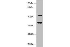 Western Blot All lanes: CALHM3 antibody at 8 μg/mL + Mouse kidney tissue Secondary Goat polyclonal to rabbit IgG at 1/10000 dilution Predicted band size: 40, 39 kDa Observed band size: 40, 55 kDa