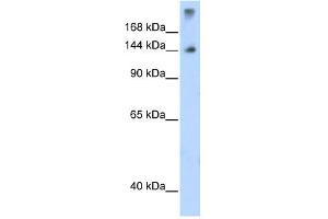 WB Suggested Anti-SF3B1 Antibody Titration:  1. (SF3B1 antibody  (N-Term))