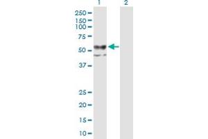 Western Blot analysis of CHST12 expression in transfected 293T cell line by CHST12 MaxPab polyclonal antibody. (CHST12 antibody  (AA 1-414))