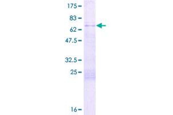 BAT4 Protein (AA 1-356) (GST tag)