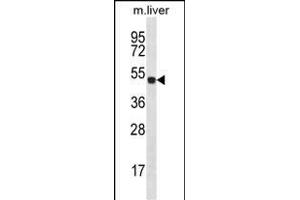 HOXD10 Antibody (C-term) (ABIN656539 and ABIN2845803) western blot analysis in mouse liver tissue lysates (35 μg/lane). (HOXD10 antibody  (C-Term))