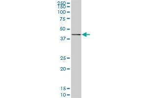 SAV1 monoclonal antibody (M02), clone 3B2. (SAV1 antibody  (AA 300-383))