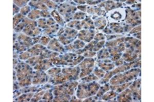 Immunohistochemical staining of paraffin-embedded Kidney tissue using anti-PRKAR2A mouse monoclonal antibody.