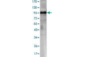 Western blot analysis using CRTC1 monoclonal antibody, clone 1B5  against CRTC1-hIgGFc transfected HEK293 cell lysate. (CRTC1 antibody)