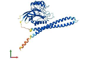AlphaFold protein structure predicition of Mouse Recombinant Smpd2 Protein, UniprotID O70572